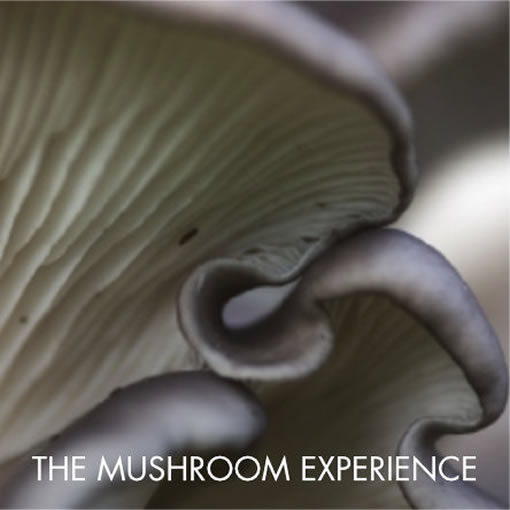 mushroom