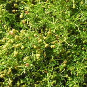 poterium spinosum - ventnor botanic garden