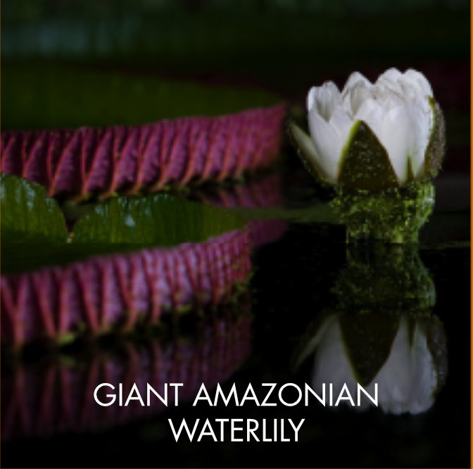 waterlily