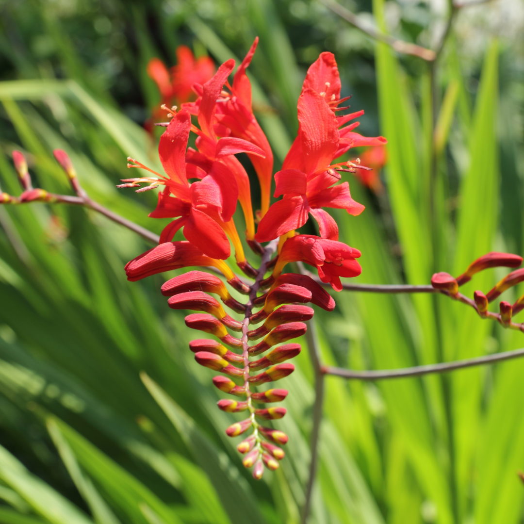 25 CROCOSMIA RED LUCIFER SEEDS FROM CULTIVATED PLANTS ON ANGLESEY
