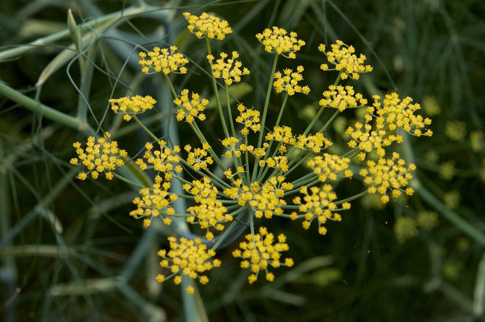 Foeniculum_vulgare_C