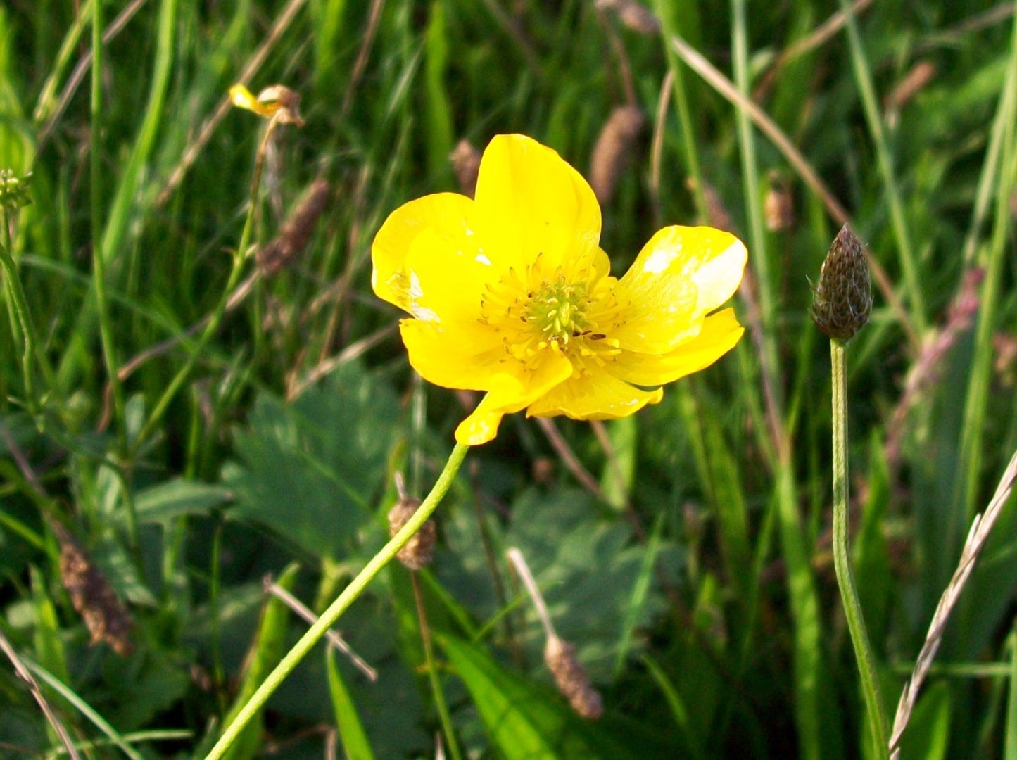 Meadow buttercup capitalplora