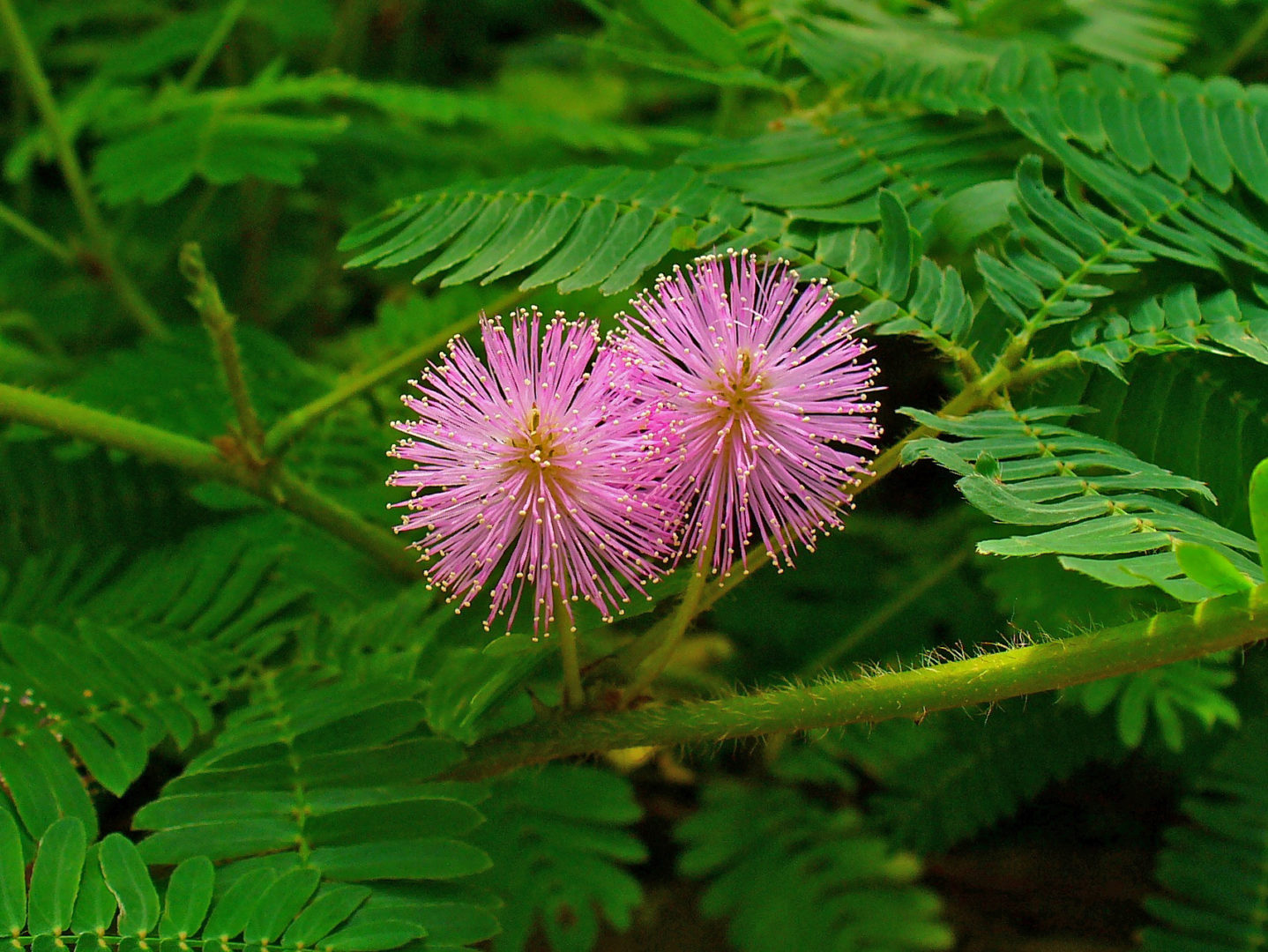 Image result for Mimosa pudica