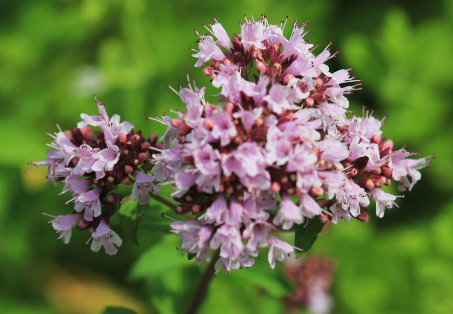 Origanum vulgare - Ventnor Botanic Garden