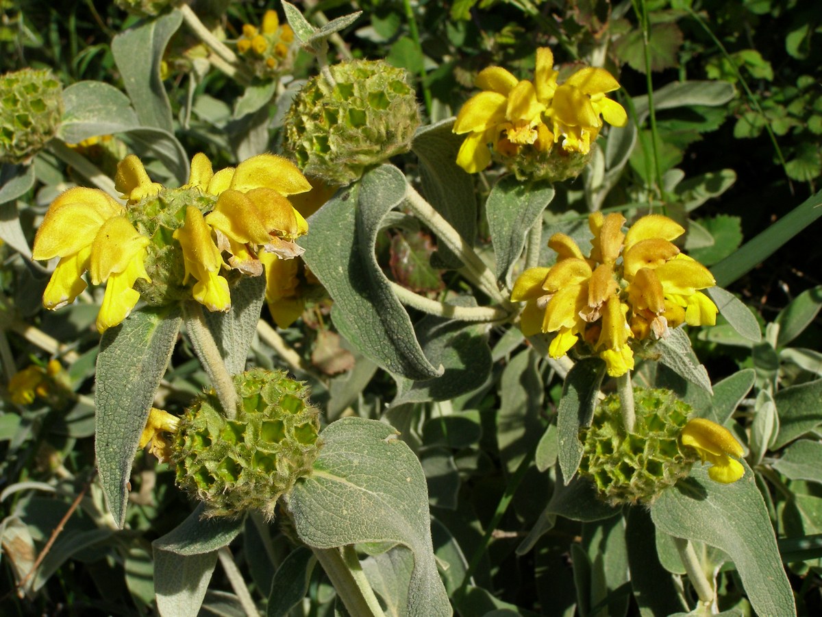 Phlomis Fructicosa Ventnor Botanic Garden Phlomis Fructicosa Ventnor Botanic Garden