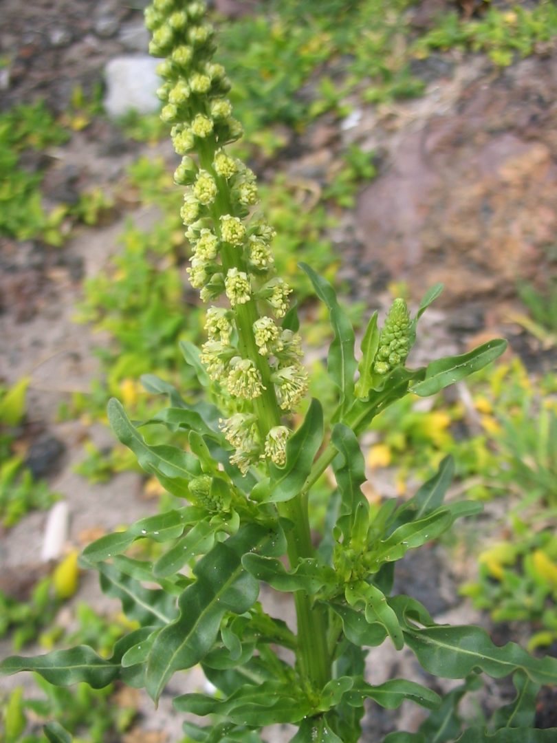 Reseda luteola Ventnor Botanic Garden Reseda luteola Ventnor Botanic Garden