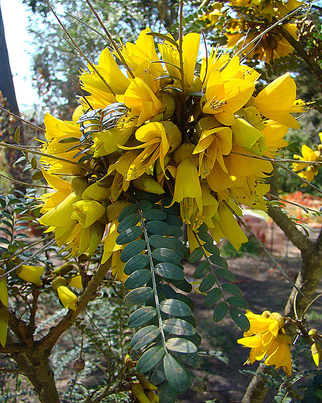 Sophora microphylla - Ventnor Botanic Garden