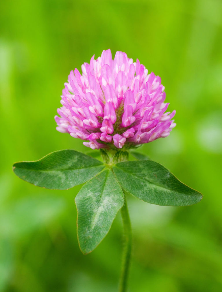 Red clover Ventnor Botanic Garden Red clover Ventnor Botanic Garden