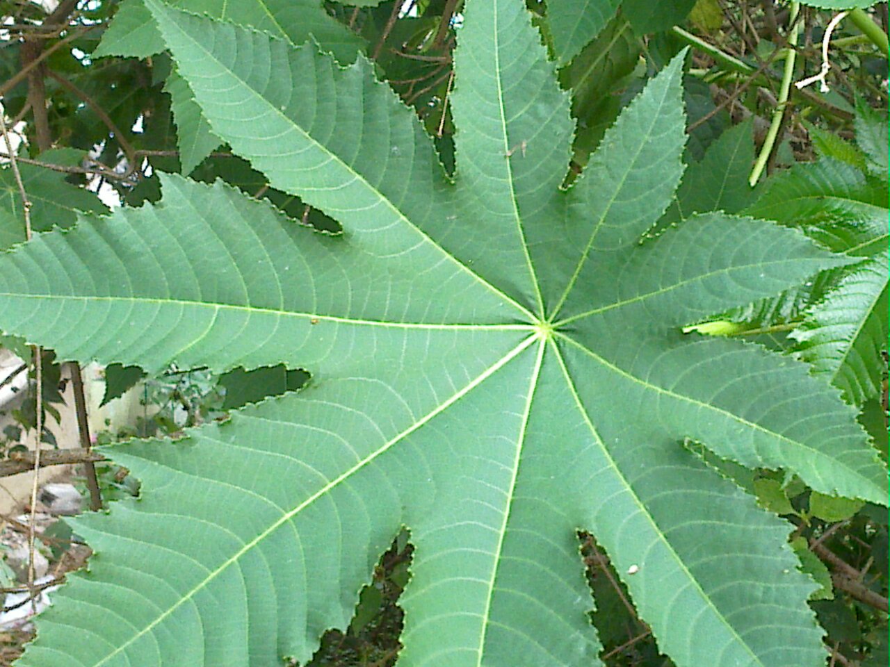 Ricinus zanzibarensis Ventnor Botanic Garden