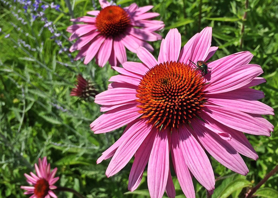 Rudbeckia bravado - Ventnor Botanic Garden