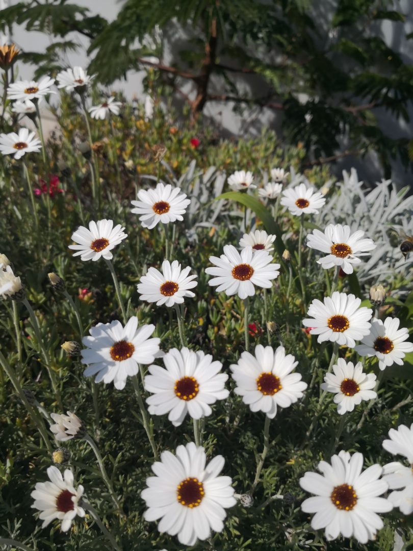 VBG ♥️ NHS Day Pass - Ventnor Botanic Garden