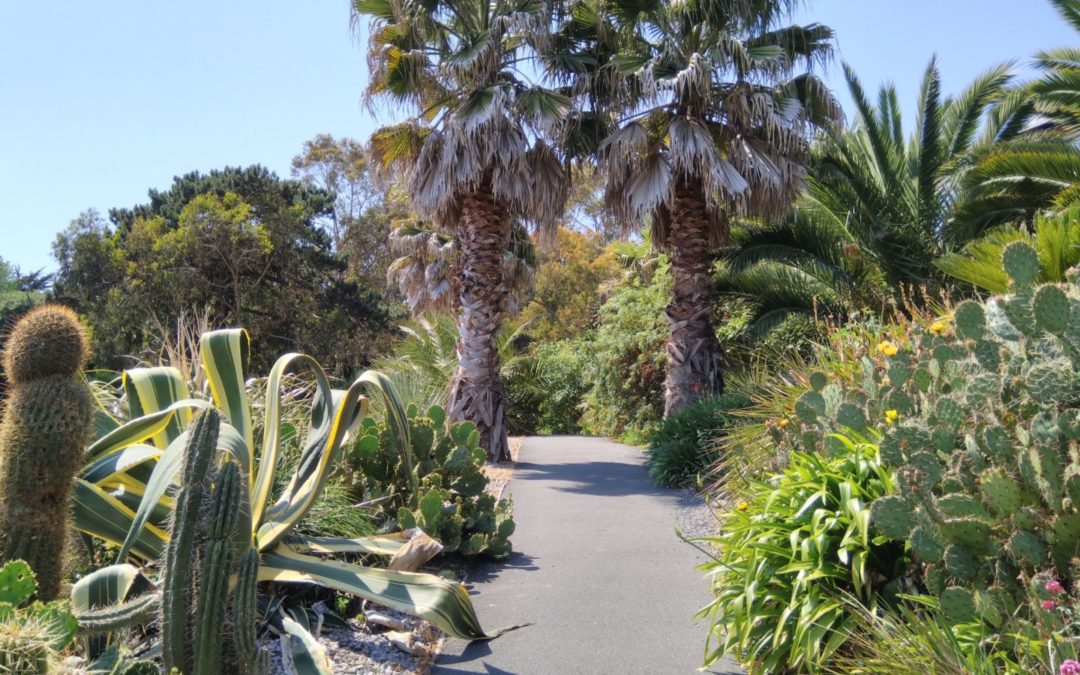 National Plant Collection status for Arecaceae at Ventnor Botanic Garden🌴