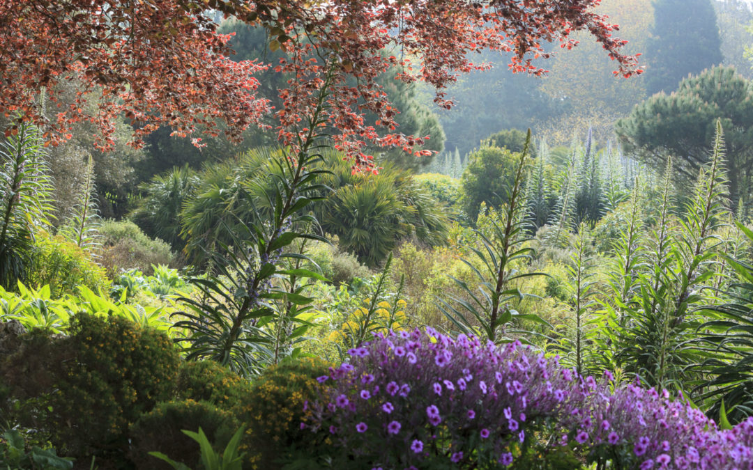 A view of the garden, trees and shrubs of varying sizes, beautiful colours of purples, greens and oranges