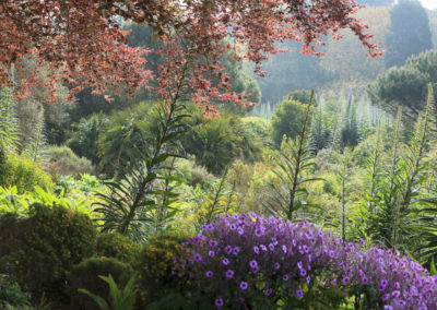 A view of the garden, trees and shrubs of varying sizes, beautiful colours of purples, greens and oranges