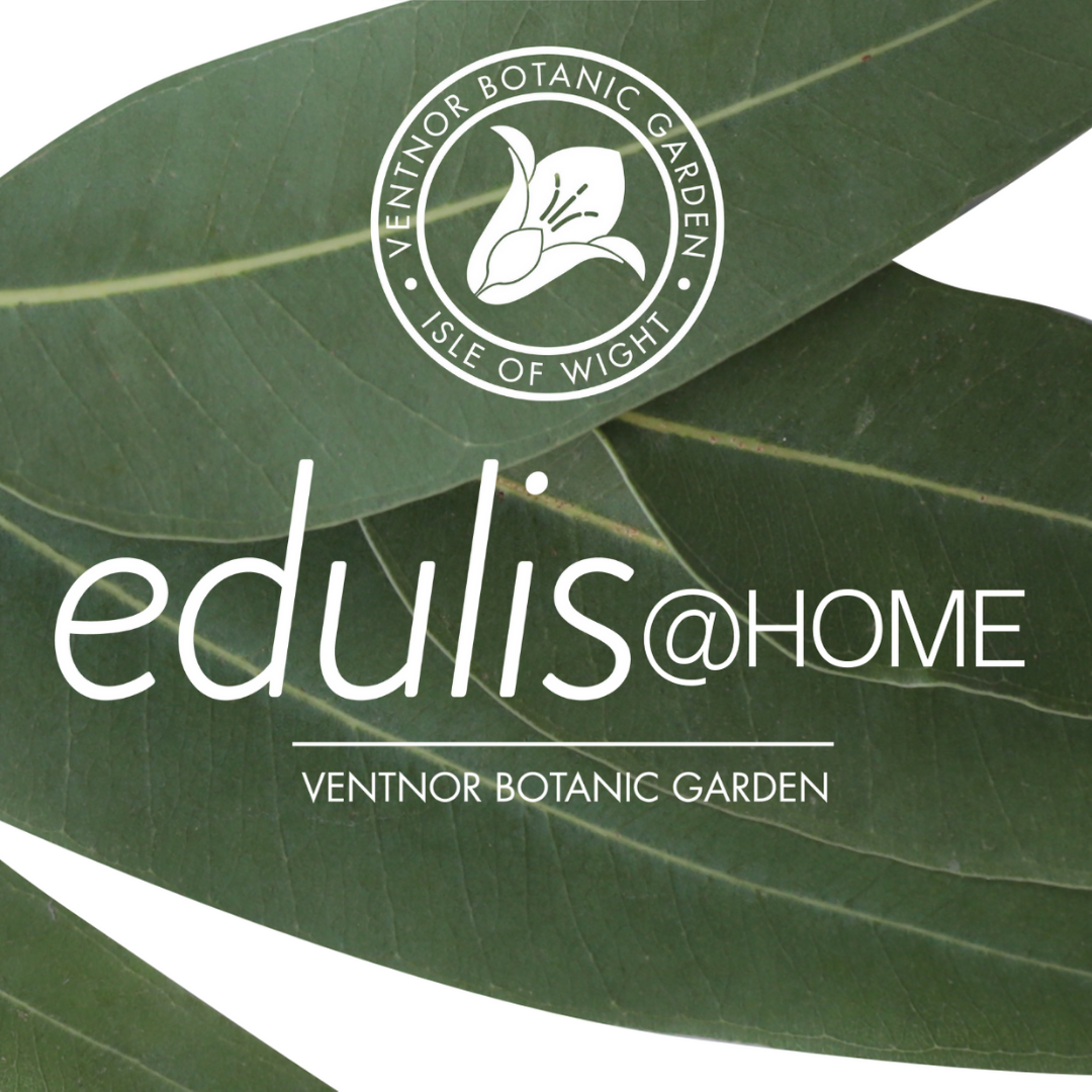 Edulis at home food