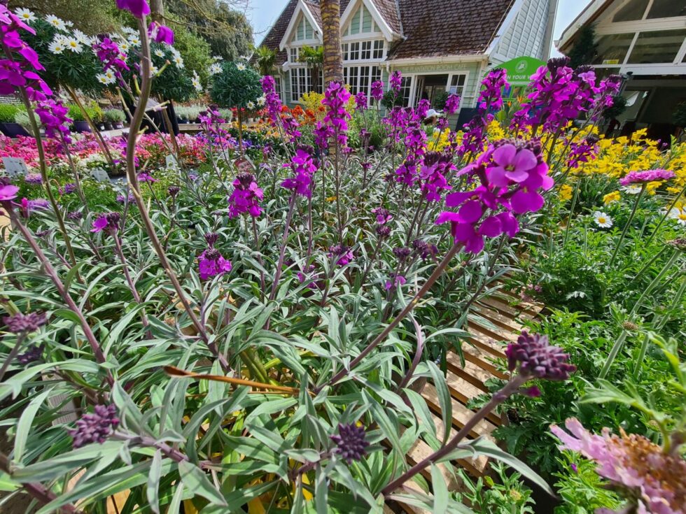 Plant & Seed Sales Ventnor Botanic Garden