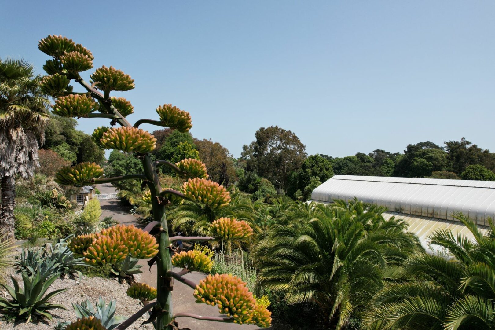 Looking over the Tropical House at Ventnor Botanic Garden