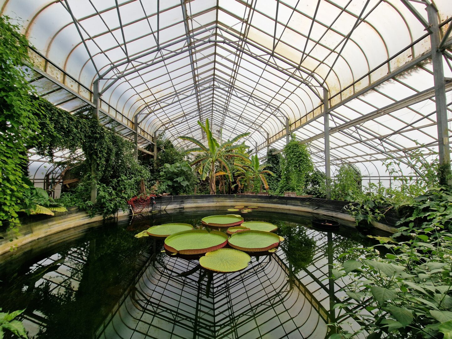 Giant waterlilly inside Ventnor Botanic Garden's Tropical House