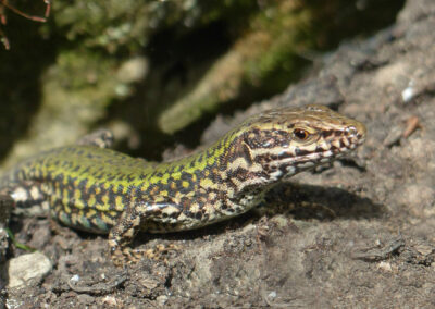 An image of a greeny brown lizard with speckled skin. The Common Wall Lizard at Ventnor Botanic Garden.