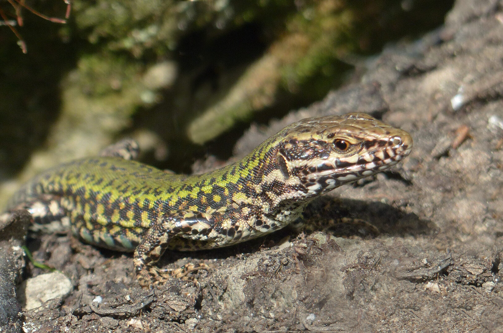 An image of a greeny brown lizard with speckled skin. The Common Wall Lizard at Ventnor Botanic Garden. 