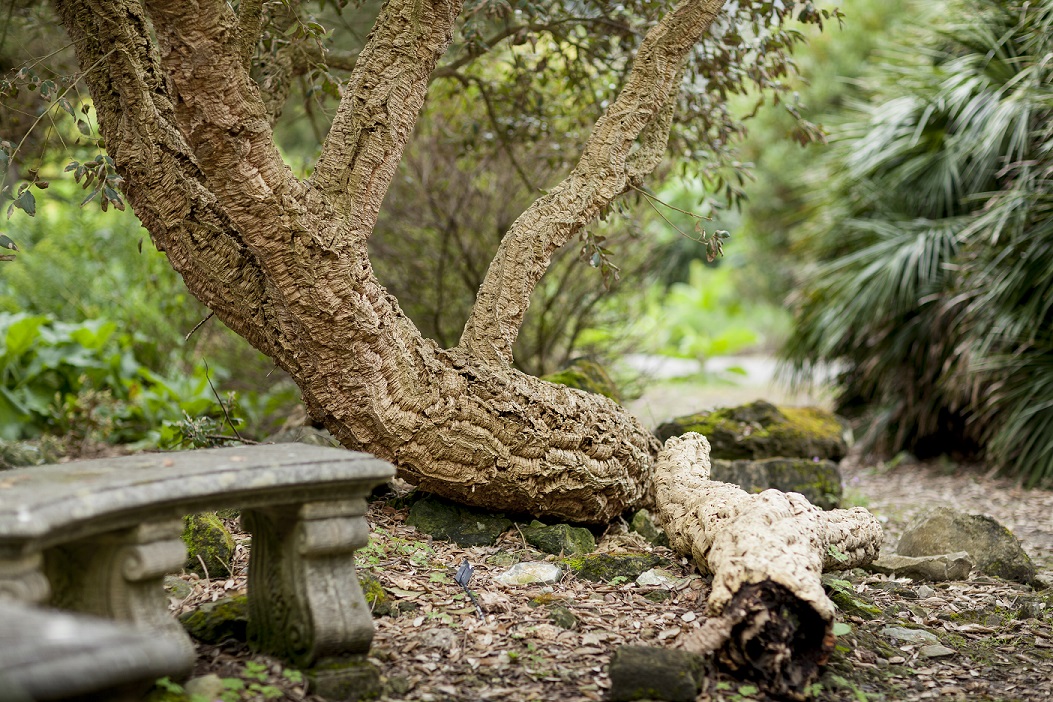 'secret garden' Cork Tree Quercus suber