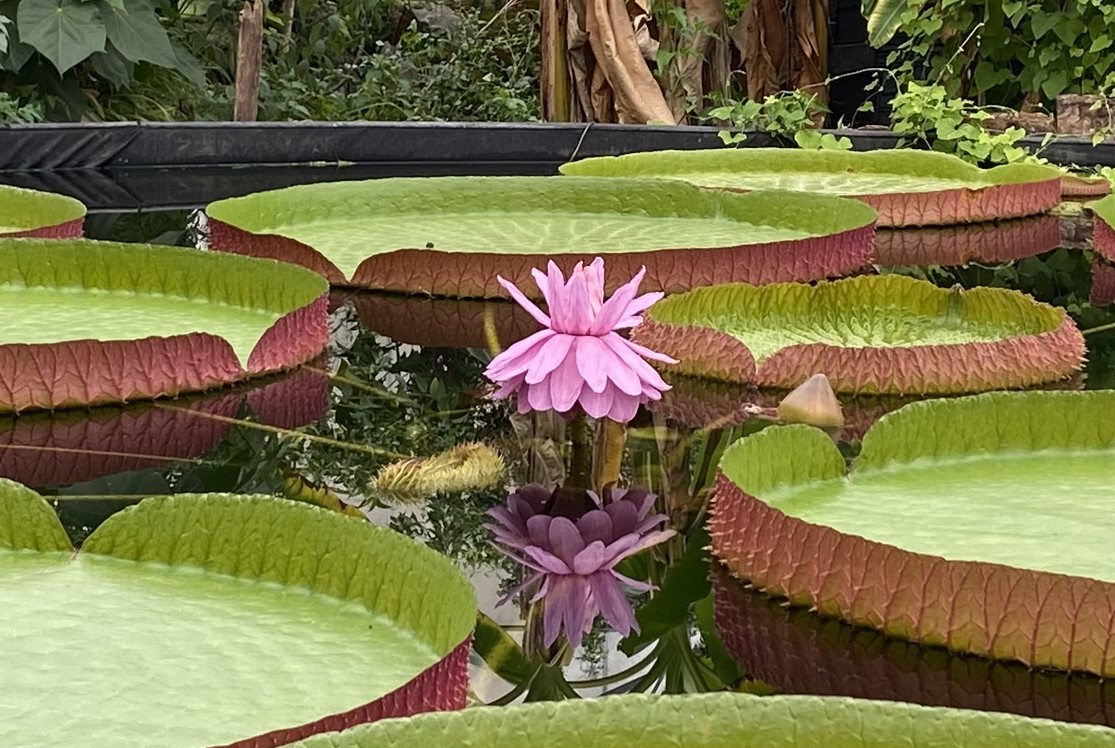 The Ventnor Botanic Garden, Giant waterlily in full bloom with its bright pink petals.