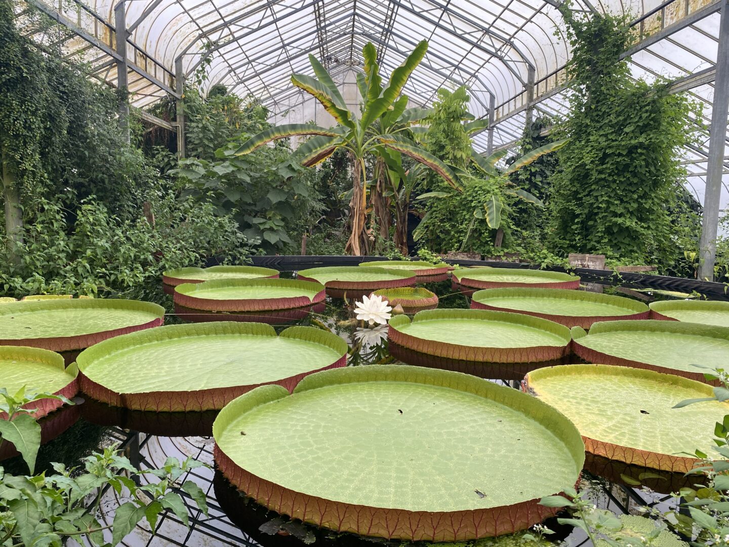 An image inside the Tropical House at Ventnor Botanic Garden, with tropical trees and plants in the background and giant waterlily pads in the pond in the foreground. A single Flower is in bloom with colours of white with hints of pink.