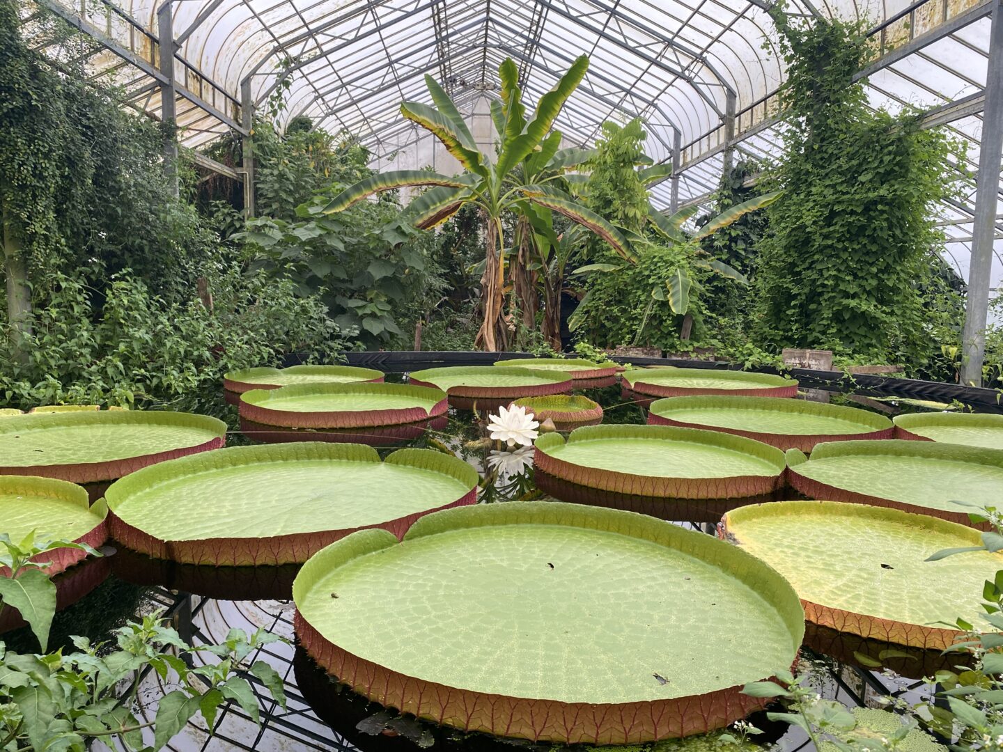 Giant Waterlily at ventnor Botanic Garden An image inside the Tropical House at Ventnor Botanic Garden, with tropical trees and plants in the background and giant waterlily pads in the pond in the foreground. A single Flower is in bloom with colours of white with hints of pink.