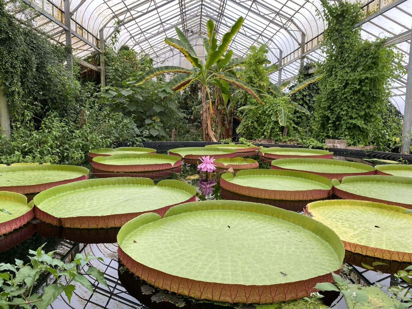 An image taken within the Tropical House of Ventnor Botanic Garden. Tropical trees and plants can be seen in the background and the single waterlily flower in bloom now, 9 hours later showing a deep pink colour.