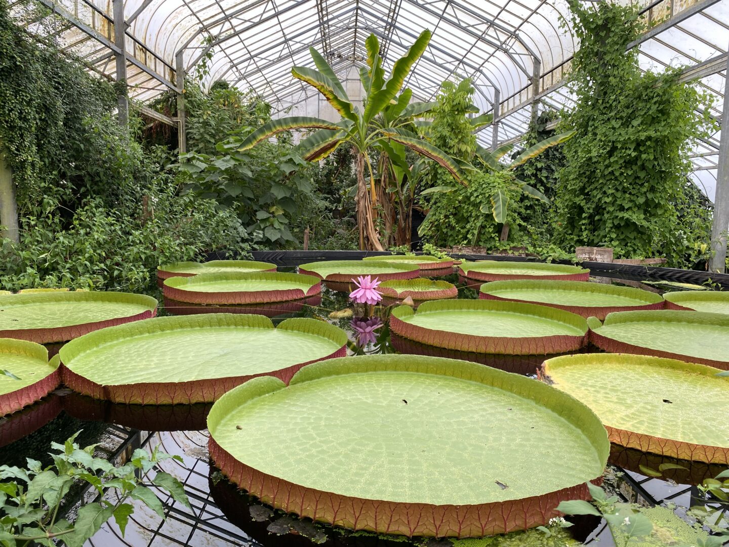 Waterlily in Bloom - 9 hrs later An image taken within the Tropical House of Ventnor Botanic Garden. Tropical trees and plants can be seen in the background and the single waterlily flower in bloom now, 9 hours later showing a deep pink colour.