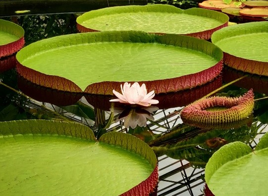 A single waterlilly flower in bloom amoung the giant water lilly leafs at Ventnor Botanic Garden this Summer, 2022