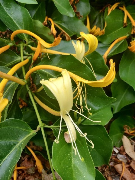 A flowering Lonicera hildebrandtiana, the Giant Burmese Honeysuckle at Ventnor Botanic Garden this Summer, 2022