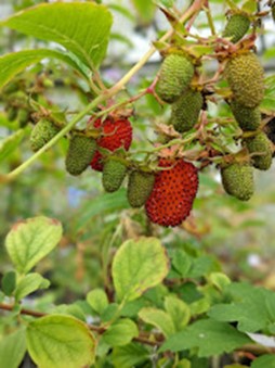 Rubus fraxinifolius