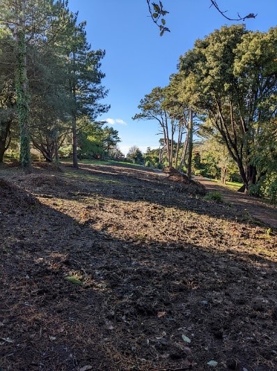 An area that has been cleared during the Further East Project in order to open a new area for visitors to access.