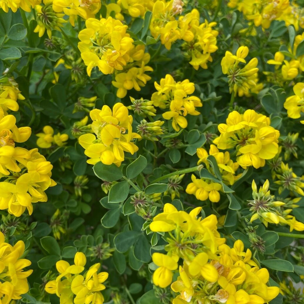 Coronilla