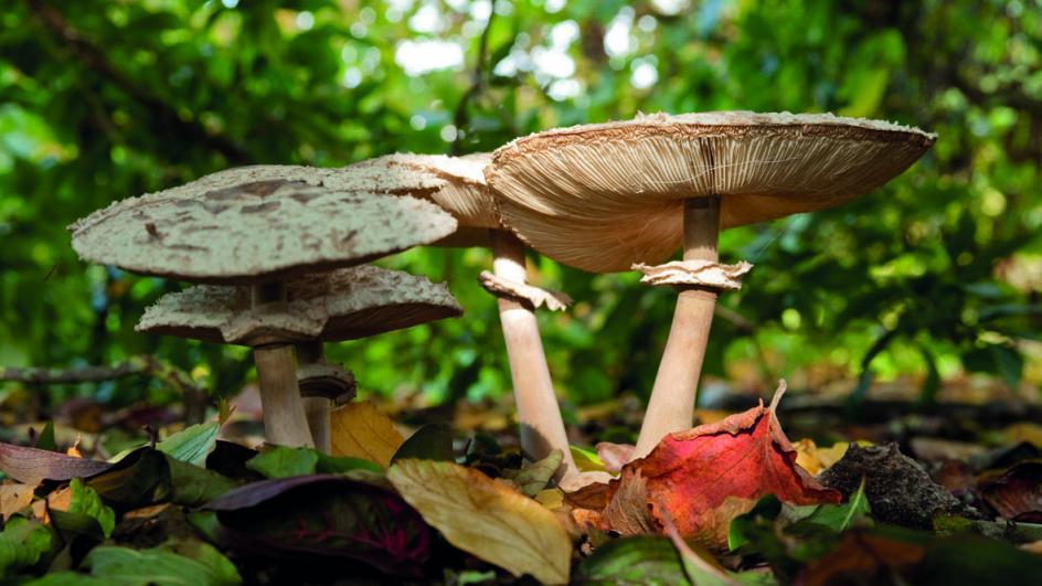 Fungi 2_0